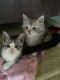 Maine Coon Cats for sale in San Jose, CA, USA. price: $550