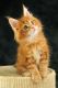 Maine Coon Cats for sale in San Jose, CA, USA. price: NA