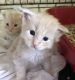 Maine Coon Cats for sale in Bedford, OH 44146, USA. price: NA