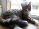 Maine Coon Cats for sale in State Hwy 295, Washington, DC, USA. price: NA