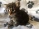 Maine Coon Cats for sale in NJ-3, Clifton, NJ, USA. price: $400