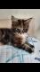 Maine Coon Cats for sale in Brooklyn Ave, Brooklyn, NY, USA. price: NA