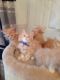 Maine Coon Cats for sale in Manchester, NH, USA. price: NA