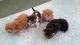 Maine Coon Cats for sale in San Antonio, TX 78224, USA. price: NA