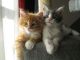 Maine Coon Cats for sale in Indianapolis Blvd, Hammond, IN, USA. price: NA