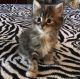 Maine Coon Cats for sale in 336 N North Carolina Ave, Atlantic City, NJ 08401, USA. price: NA