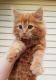 Maine Coon Cats for sale in Rooseveltown, NY 13683, USA. price: NA