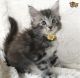 Maine Coon Cats for sale in 203 NJ-4, Elmwood Park, NJ 07407, USA. price: NA