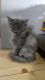 Maine Coon Cats for sale in Kenosha, WI, USA. price: $600
