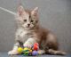 Maine Coon Cats for sale in San Marcos, TX 78666, USA. price: NA