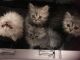 Maine Coon Cats for sale in 229th Dr, Live Oak, FL 32060, USA. price: NA
