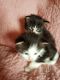 Maine Coon Cats for sale in New York County, NY, USA. price: NA