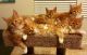 Maine Coon Cats for sale in Kansas Ave, Kansas City, KS, USA. price: NA