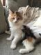 Maine Coon Cats for sale in 31792 Coast Hwy, Laguna Beach, CA 92651, USA. price: $400