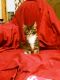 Maine Coon Cats for sale in Berea, KY, USA. price: NA