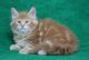 Maine Coon Cats for sale in Fort Worth, TX 76102, USA. price: NA