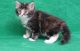 Maine Coon Cats for sale in Wichita, KS, USA. price: $500