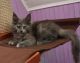 Maine Coon Cats for sale in Kansas Ave, Kansas City, KS, USA. price: NA