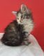 Maine Coon Cats for sale in Minneapolis, MN 55415, USA. price: $500