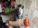 Maine Coon Cats for sale in Atlanta, GA 30303, USA. price: $500