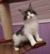 Maine Coon Cats for sale in Jacksonville, FL 32224, USA. price: NA