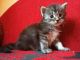 Maine Coon Cats for sale in Jacksonville, FL 32224, USA. price: NA