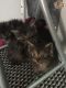 Maine Coon Cats for sale in 323 New York Ranch Rd, Jackson, CA 95642, USA. price: NA