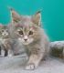 Maine Coon Cats for sale in Atlanta, GA, USA. price: $600