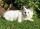 Maine Coon Cats for sale in Houston, TX 77002, USA. price: NA