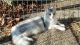 Maine Coon Cats for sale in Holstein, ON N0G 2A0, Canada. price: NA