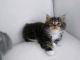 Maine Coon Cats for sale in Canton, GA, USA. price: $1,000