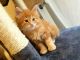 Maine Coon Cats for sale in Salt Lake City, UT 84101, USA. price: NA