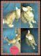 Maine Coon Cats for sale in Pittston, PA, USA. price: NA