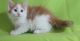 Maine Coon Cats for sale in Fort Worth, TX 76107, USA. price: NA