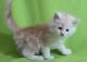 Maine Coon Cats for sale in Wichita, KS 67214, USA. price: NA