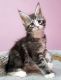 Maine Coon Cats for sale in Portland, OR 97214, USA. price: NA