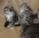 Maine Coon Cats for sale in Cleveland, OH, USA. price: NA