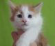 Maine Coon Cats for sale in Chicago, IL 60613, USA. price: NA