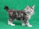 Maine Coon Cats for sale in Las Vegas, NV 89118, USA. price: NA