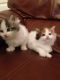 Maine Coon Cats for sale in St. Louis, MO 63139, USA. price: NA