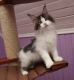 Maine Coon Cats for sale in Richmond, VA, USA. price: NA