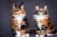 Maine Coon Cats for sale in Houston, TX 77026, USA. price: NA