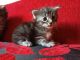 Maine Coon Cats for sale in Lexington, KY 40513, USA. price: NA