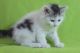 Maine Coon Cats for sale in Boston, MA 02210, USA. price: NA