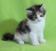 Maine Coon Cats for sale in Phoenix, AZ 85045, USA. price: NA