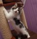 Maine Coon Cats for sale in 83730 562 Ave, Stanton, NE 68779, USA. price: NA