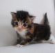 Maine Coon Cats for sale in 48234 332nd St, Jefferson, SD 57038, USA. price: NA