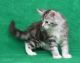 Maine Coon Cats for sale in Lexington, KY 40513, USA. price: NA