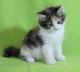 Maine Coon Cats for sale in Des Moines, IA 50312, USA. price: NA
