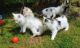 Maine Coon Cats for sale in Birmingham, AL, USA. price: NA